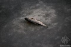 中國(guó)水污染問題很嚴(yán)重 帶您簡(jiǎn)單看幾個(gè)案例(圖文) 中國(guó)水污染問題很嚴(yán)重 帶您簡(jiǎn)單看幾個(gè)案例(圖文)